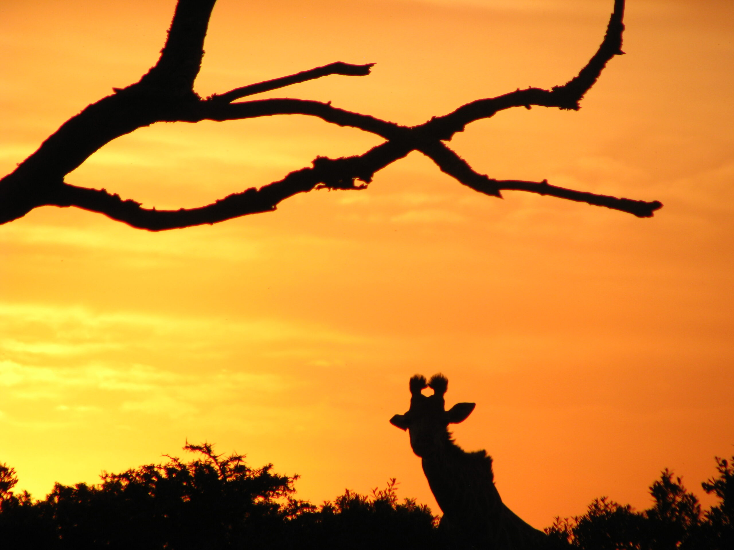 A giraffe at sunset on an African safari